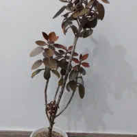 کالانگوئه مسی