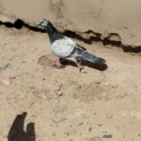 کبوتر