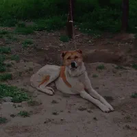 سگ خراسانی یک ساله
