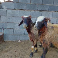 گوسفند چاق کشتاری