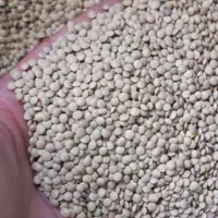 عدس تمیز محلی