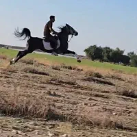 مادیان درجه یک سواری دار