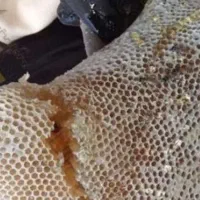 عسل|خوردنی و آشامیدنی|سنندج, |دیوار
