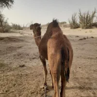 شتر رودباری