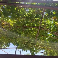 زمین-باغی-راهجرد