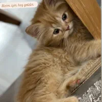 فروش گربه عروسکی میکس بریتش پرشین