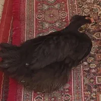 جوجه خروس