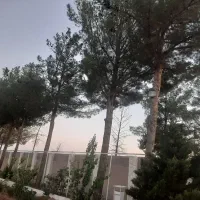 درخت کاج