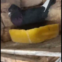 کبوتر