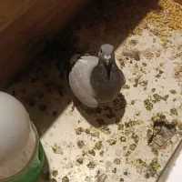 پلاکی ماده ۸بند