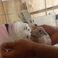 کبوتر پرشی