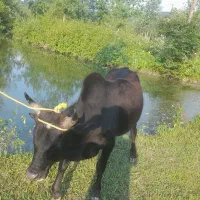 ورزا خوش هیکل بخور