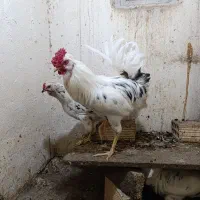 مرغ و خروس