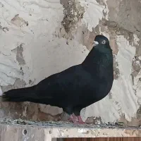 فروش کبوتر زاغ آبادانی