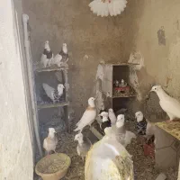 همگی به شرط