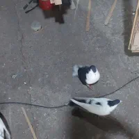 ساده و خال و طوقی