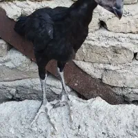 جوجه لاری قولتاج یتیغ مشکی پرمرغی نوک طوطی