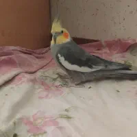 عروس هلندی نر سخنگو