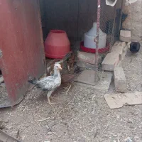 جوجه محلی