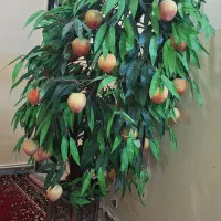 گلدان و درختچه