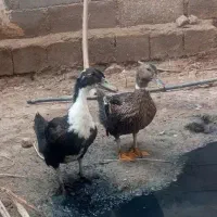 اردک بزرگ و سالم نرو ماده