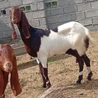 بر پاکستانی اصیل