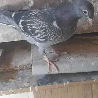 جوجه المانی