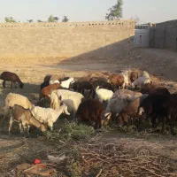 بره نر وماده