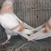 زرد