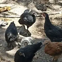جوجه نوچه