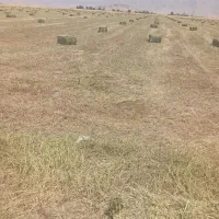 یونجه چین دوم درجه یک