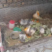 ۶ تا جوجه ۲تا اردک