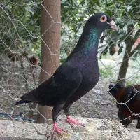 کبوتر زاغ.جوجه مسافتی سار.جفت سبز کاکلی