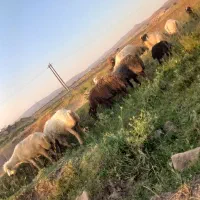 میش برع فروشی
