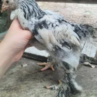 جوجه برهما لایت اصیل