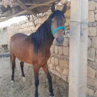 مادیون رقاص و از زاگرس گودرزی آبستن