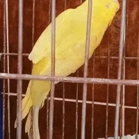 مرغ عشق
