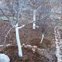 ملک-مسکونی-یاسوج