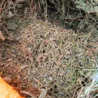 اویشن باغی اسطوخودوس و مریم گلی عمده