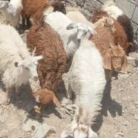 کهره ماده برای نذر