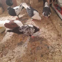 کفتر جفگاه