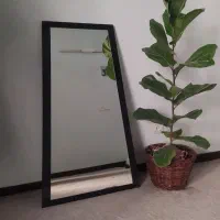 گل اپارتمانی