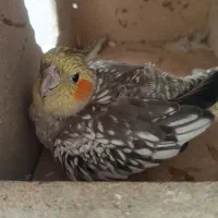 دوعدد عروس هلندی مادر و بچه