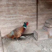 فروش|حیوانات مزرعه|مزرعه کتول, |دیوار