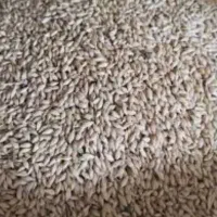 ۳تن نیم جو بهرخ درجه یک گونی شده