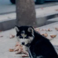 یک‌سگ‌هاسگی‌چشم‌آبی