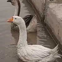 قوغاز اکراینی