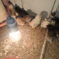 جوجه محلی اصل کورچ میشم همشون