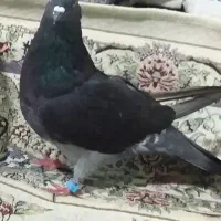 کبوتر