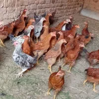 طیور کفتر